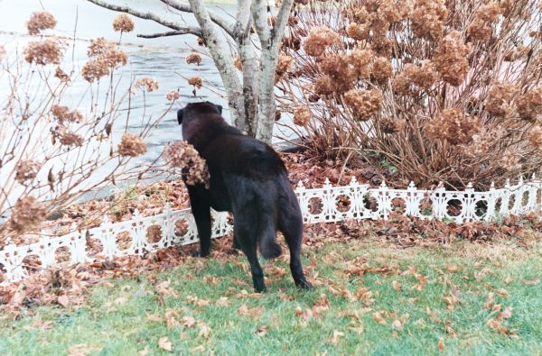 hund,film,pattedyr,Håndbok,yard,USSR