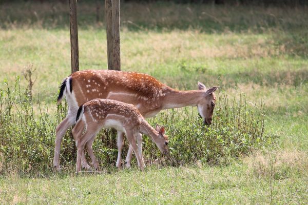 natuur, Bos, prairie, wildlife, hert, grazen