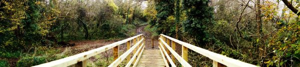 Baum,Wasser,Natur,Wald,Brücke,Sonnenlicht