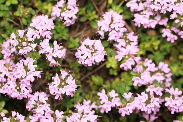 fleur,plante,fleur,haute,herbe,parc