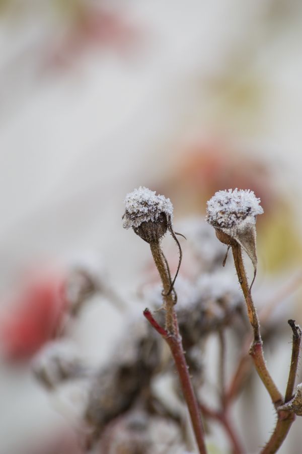 natura,ramo,fiorire,inverno,pianta,fotografia