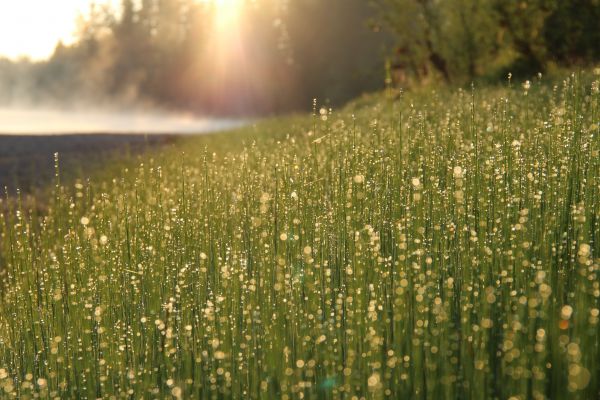 Natur, Gras, Tau, Licht, Pflanze, Wasser