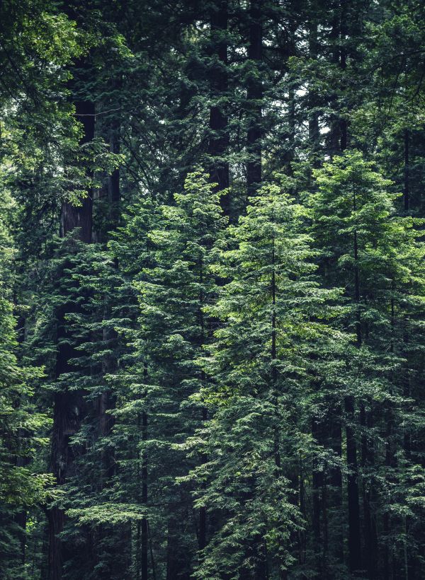 árbol, naturaleza, bosque, desierto, rama, planta