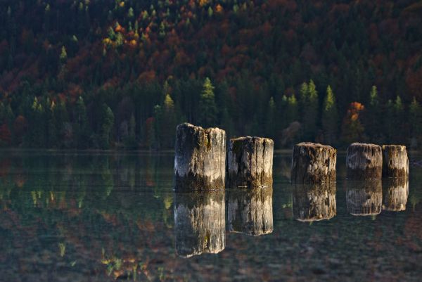 natuur,boom,Bos,hout,nacht,zonlicht