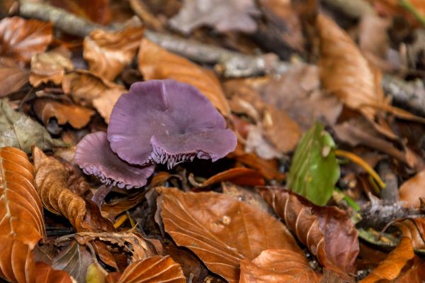 natur,utomhus-,växt,fotografi,blad,textur