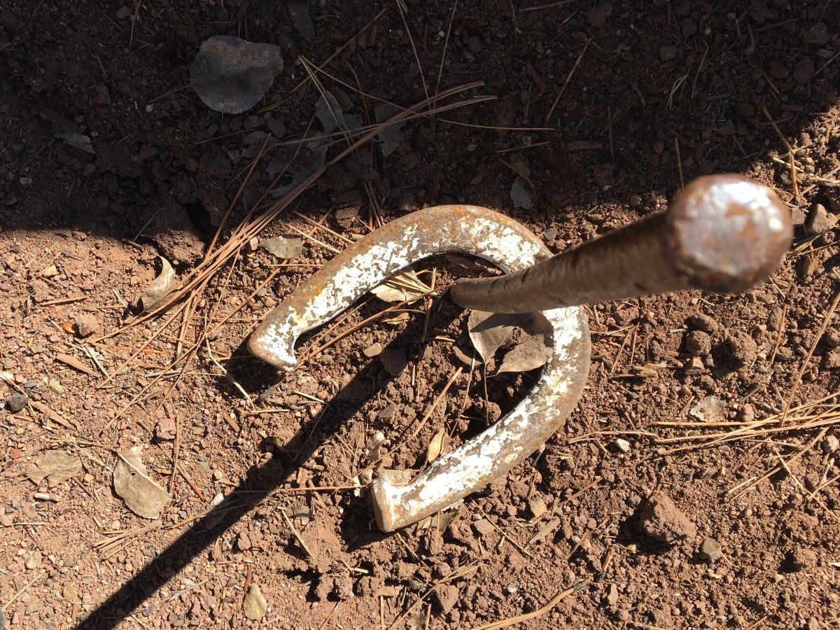 animais selvagens, solo, réptil, fauna, serpente, cascavel, vertebrado, serpente, víbora, Cobra, Colúbridos, Sidewinder, jibóia, Réptil escalado, Boas, Cobra de hognose, Anguídeo