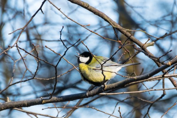 nature,branch,bird,flower,wildlife,spring