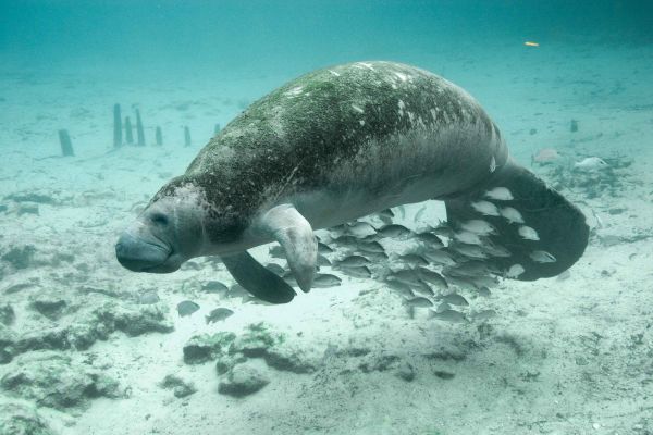 mer,la biologie,mammifère,poisson,faune,sous-marin