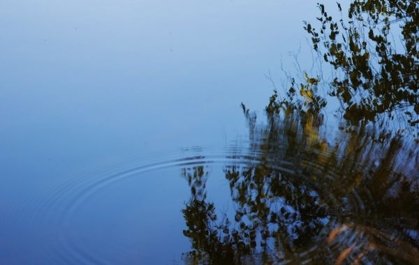 paesaggio, mare, albero, acqua, natura, oceano