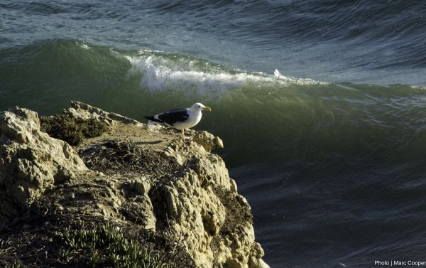 plage,mer,côte,Roche,océan,oiseau