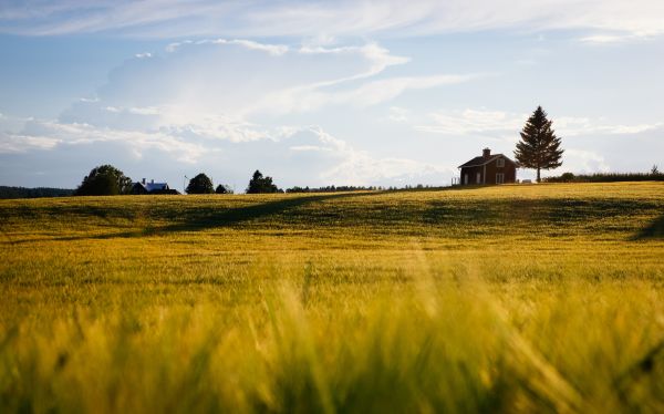 paysage,arbre,la nature,herbe,horizon,le marais