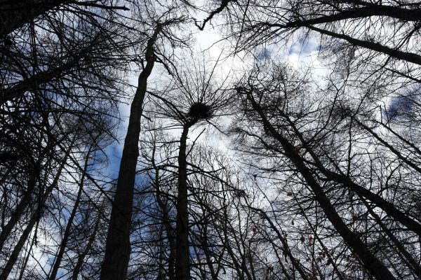 Baum,Natur,Wald,Ast,Winter,Schnee