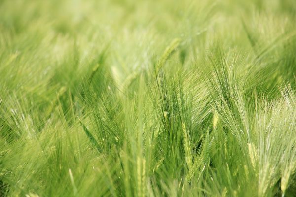 paisaje, naturaleza, césped, planta, campo, cielo