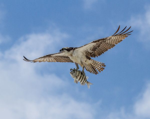 oiseau, aile, le bec, vol, faucon, poisson