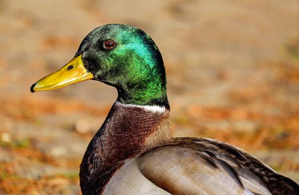 bird,nature,winter,animal,wildlife,green