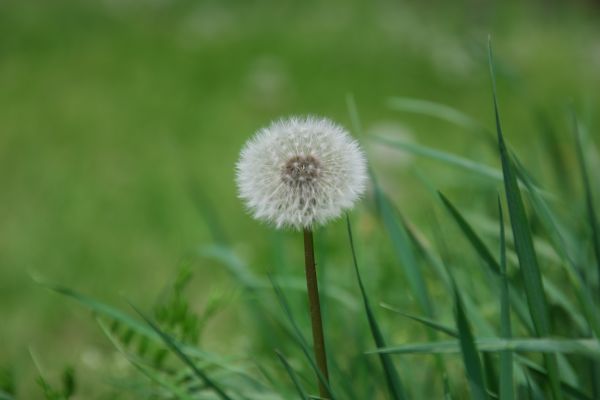 la nature, herbe, plante, champ, Prairie, pelouse