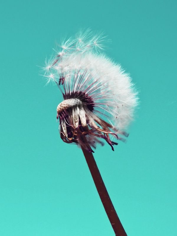 naturaleza,flor,planta,prado,diente de león,flor