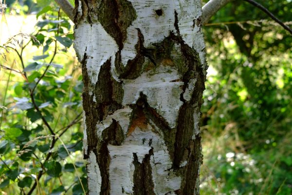 tree, nature, forest, plant, branch, structure