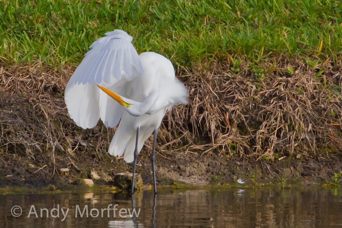 natur, fugl, anlegg, blomst, dyreliv, flora, fauna, våtmarks, egret, hegre, vannfugl, andymorffew, morffew