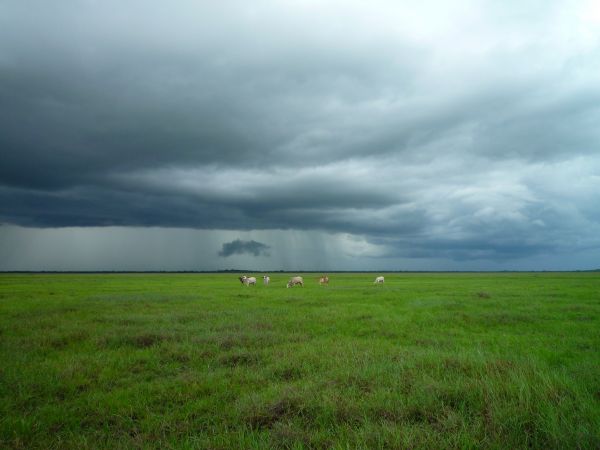 草,地平線,沼地,雲,空,フィールド