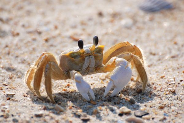 kum, Vahşi hayat, Gıda, Deniz ürünleri, fauna, Yengeç