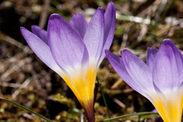 bunga,tanaman berbunga,daun bunga,cretan crocus,tommie crocus,semi crocus