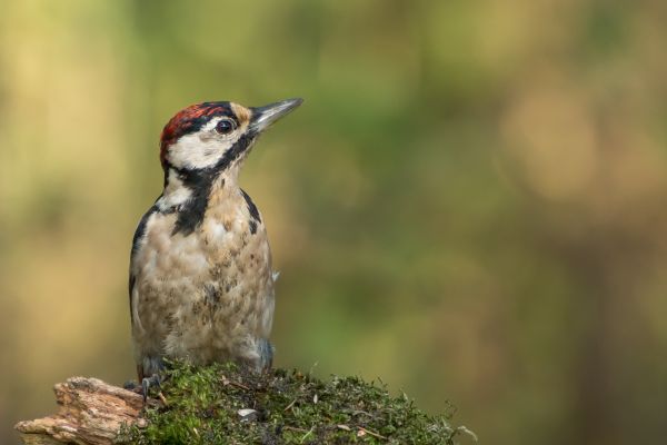 alam,cabang,burung,margasatwa,paruh,fauna