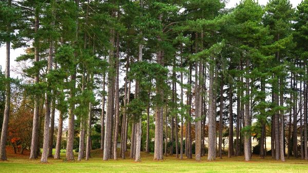 Landschaft,Baum,Natur,Gras,Wald,Ast