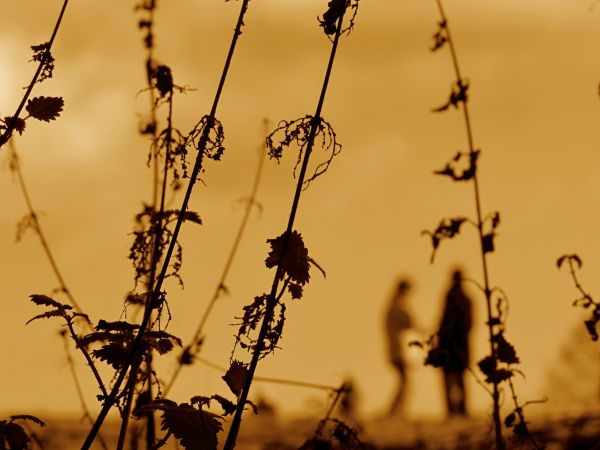 natur,gren,piggete,tre,utendørs,silhouette