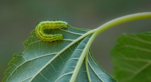 Příroda, květ, zelená, rostlina, fotografování, list