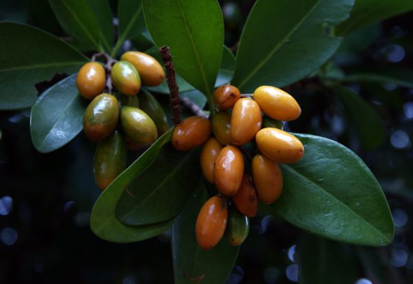 Baum,Ast,Pflanze,Frucht,Blume,Lebensmittel