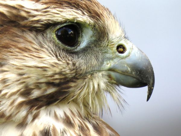 oiseau,aile,faune,le bec,aigle,faucon