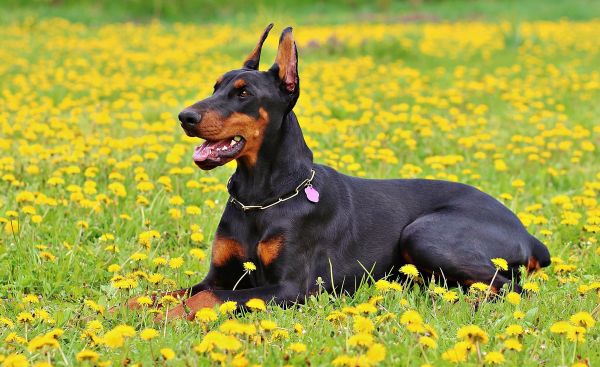 anjing,alam,binatang menyusui,bertulang belakang,jenis anjing,terrier