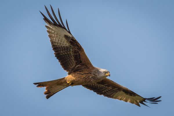 naturaleza, desierto, pájaro, ala, cielo, animal