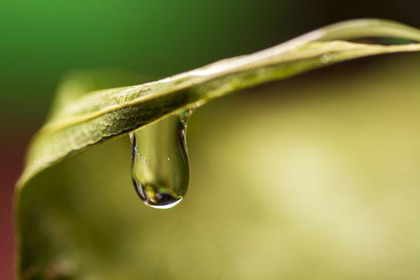 water, nature, branch, cold, droplet, drop