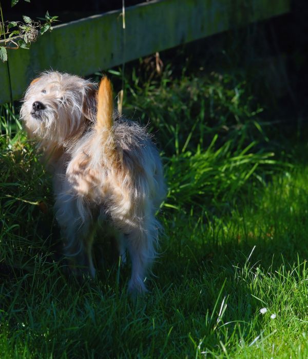 herbe,vue,chiot,chien,mignonne,fourrure