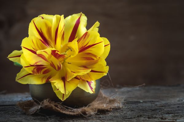 花,工場,写真,花,花弁,開いた