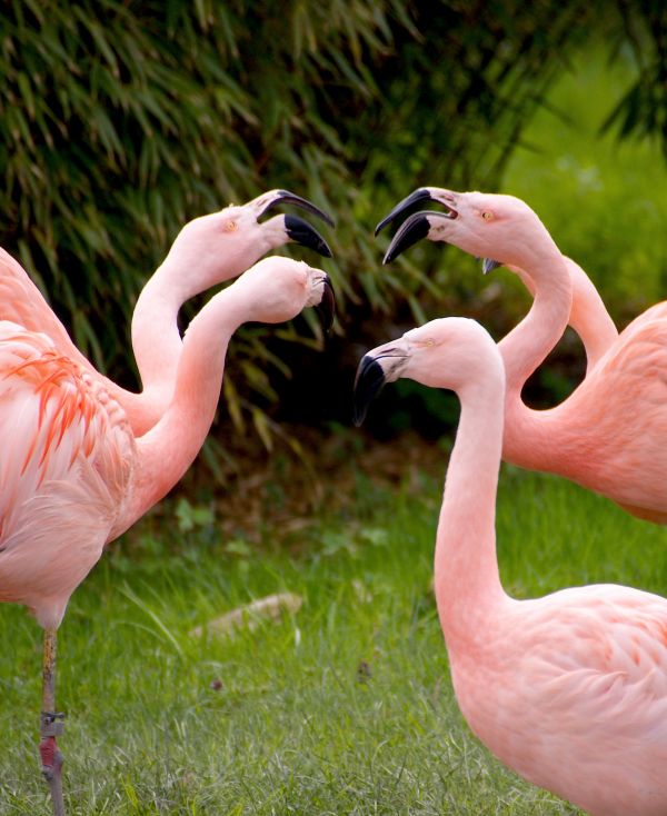 natur, fågel, grupp, vilda djur och växter, Zoo, stående