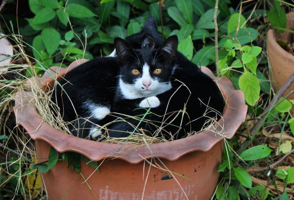 zoet, dier, schattig, op zoek, gras, bloem