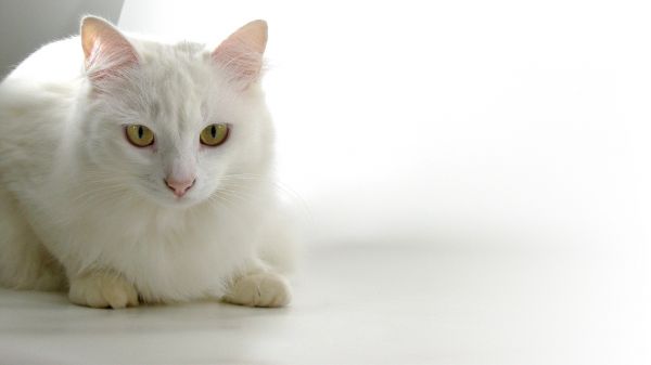 white,cat,mammal,pets,nose,whiskers