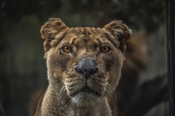 zviera,zver a rastlinstvo,divoký,zoologická záhrada,cicavec,dravec