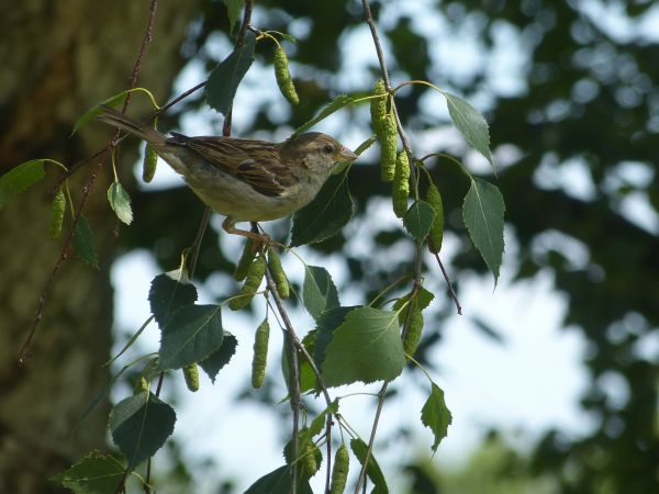 tre, natur, gren, fugl, blad, blomst