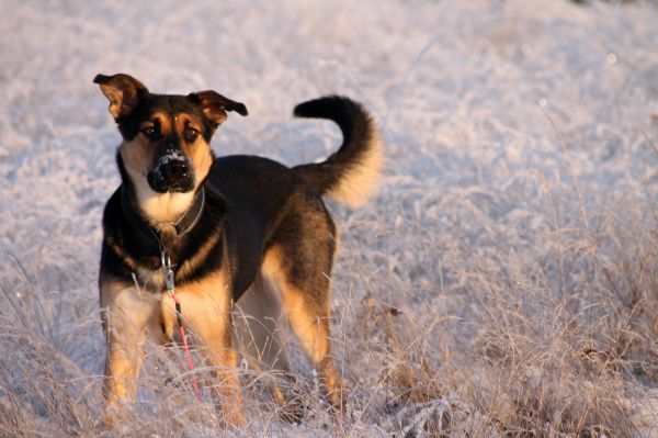 puppy,dog,snow,winter,frost,cute