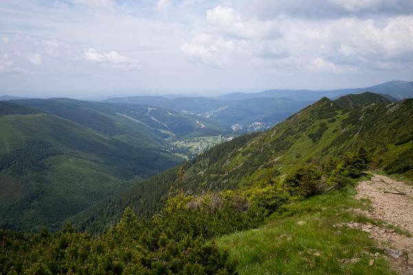 landskap,natur,skog,väg,utomhus-,vildmark