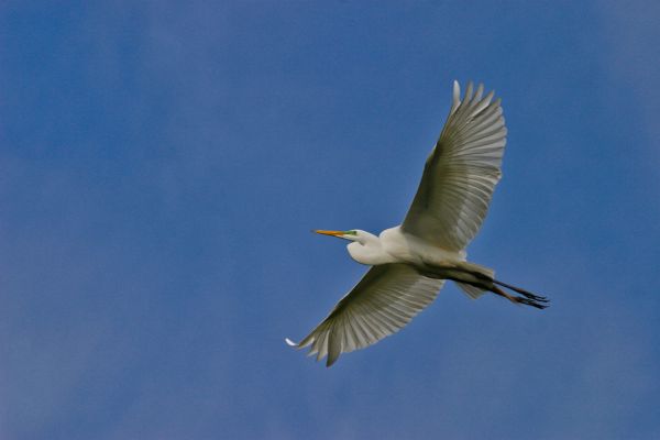 pájaro,vertebrado,pico,garceta,Gran egret,ala