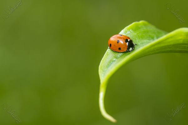 fotografovanie,krídlo,kvetina,zelená,bokeh,hmyz