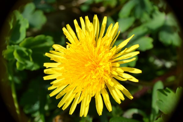 natur, plante, blomst, kronblad, vækst, mælkebøtte