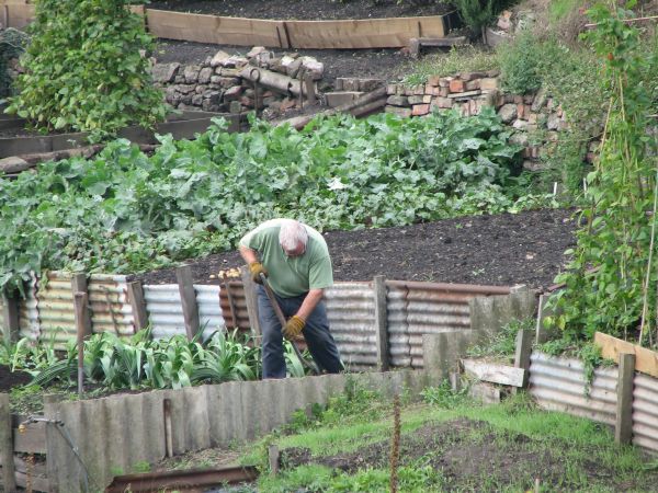 travail,main,la nature,fleur,gens,croissance