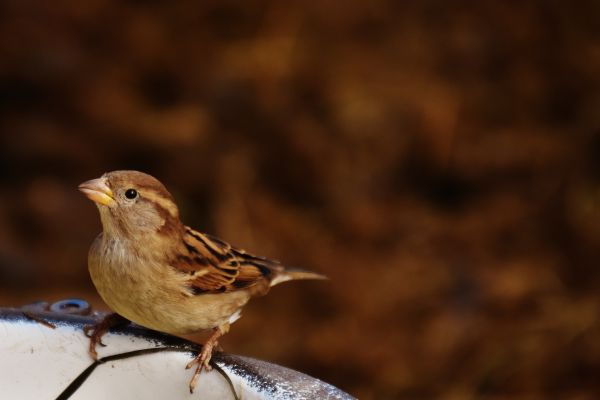 自然, ブランチ, 鳥, 動物, 野生動物, 嘴