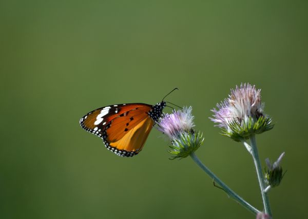 natur, blomst, fotografering, kronblad, dyr, grøn